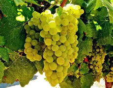 开云体育登录-包含霞多丽士大获全胜，法甲战场无人能敌的词条